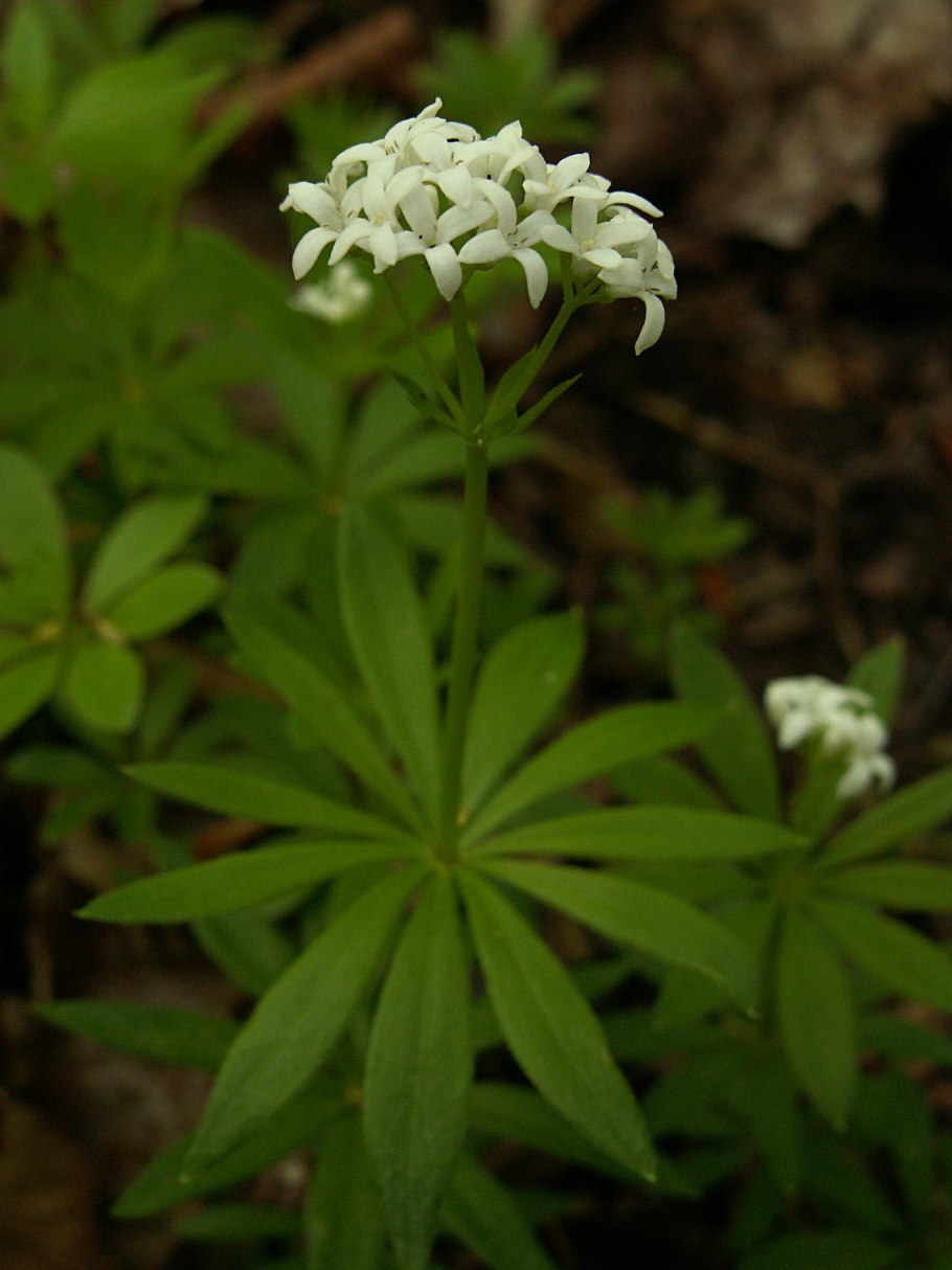 Ясменник Киммерийский