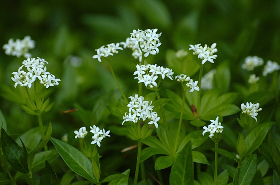Подмаренник душистый (Galium odoratum)