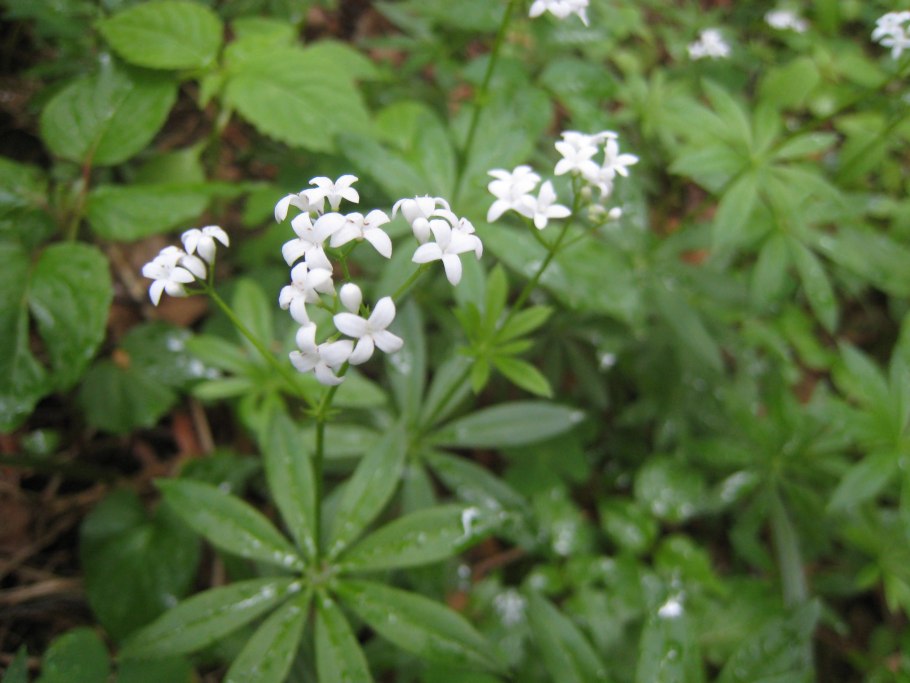 Подмаренник Galium odoratum