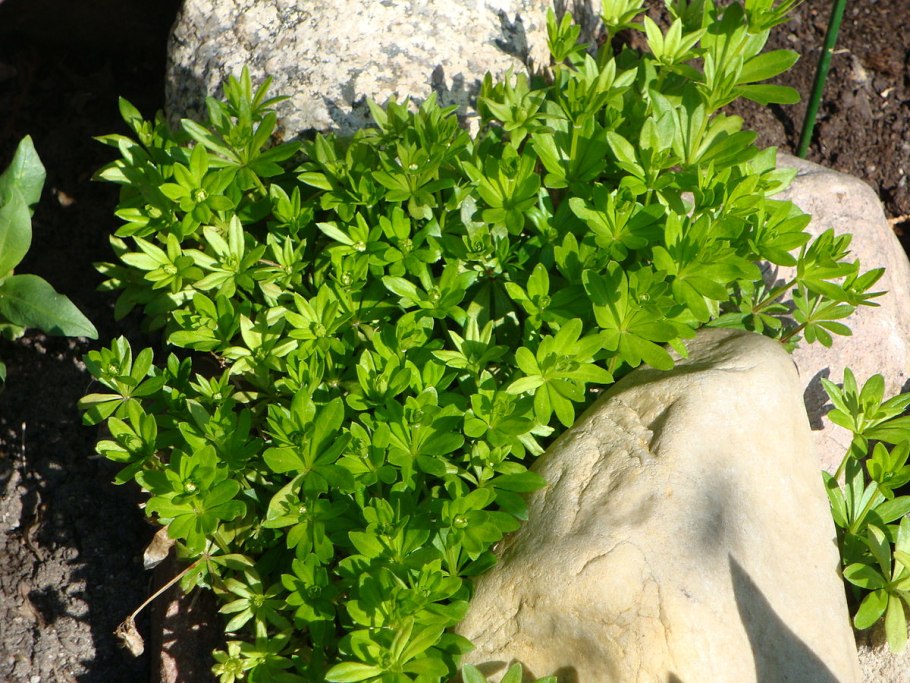 Подмаренник душистый