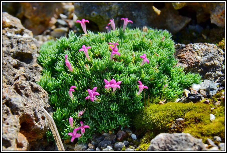 Смолёвка бесстебельная (silene acaulis)