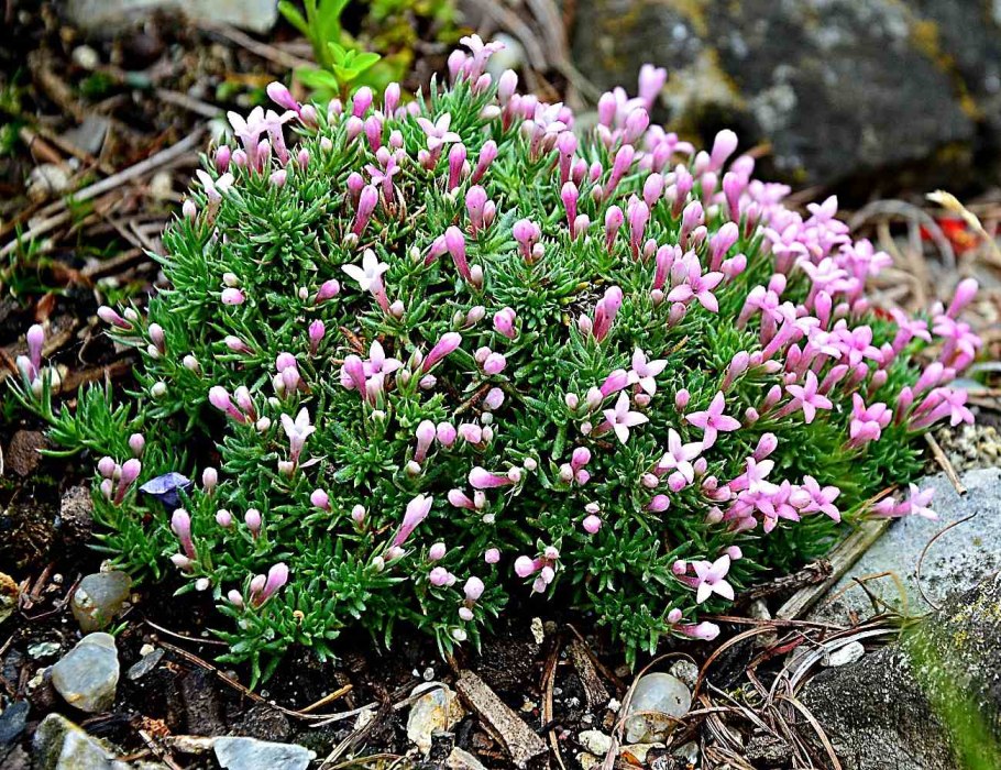 Ясменник подмаренник душистый