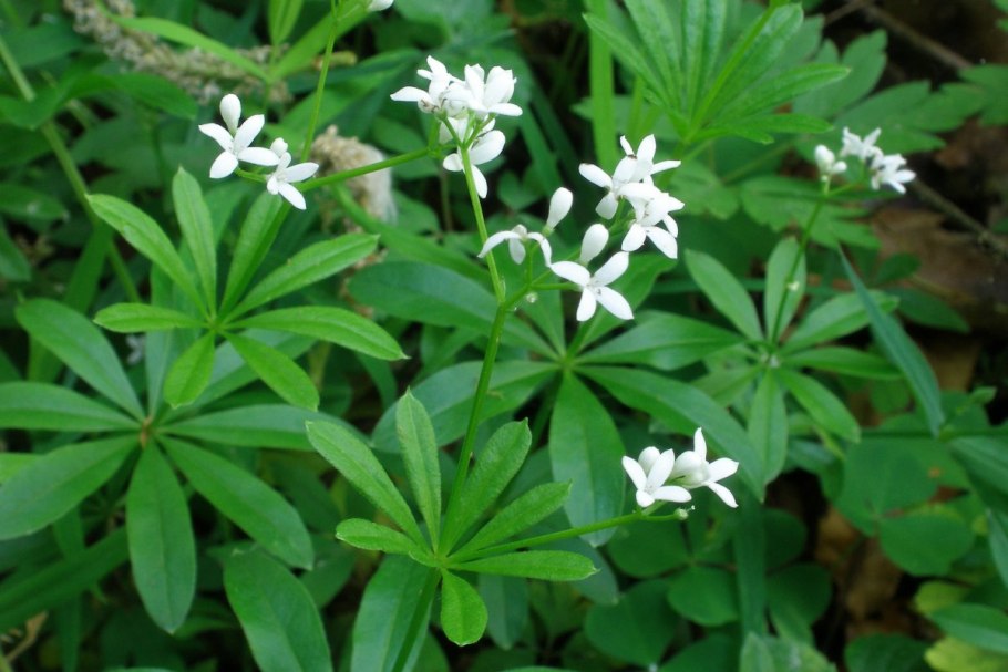 Подмаренник душистый