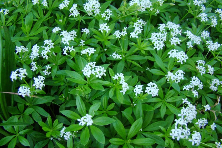 Подмаренник душистый (Galium odoratum)