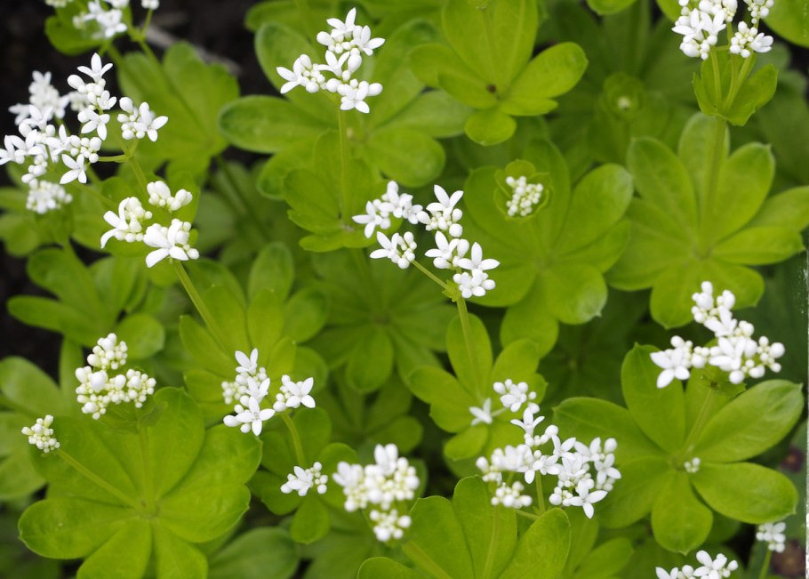 Ясменник душистый (Waldmeister)