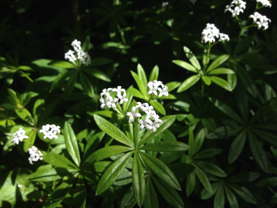 Колломия линейная