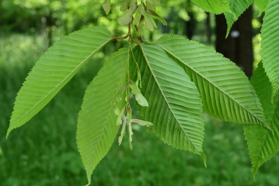 Берёза плосколистная