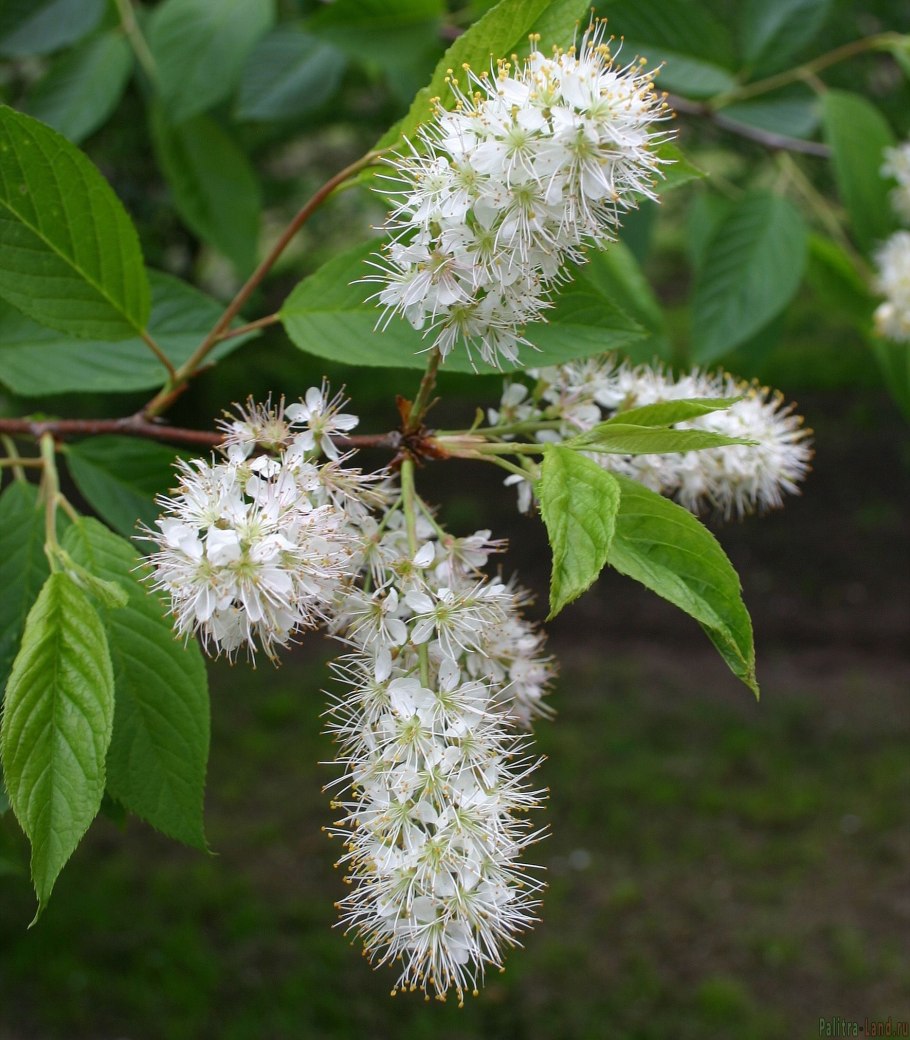 Черёмуха Маака Padus maackii