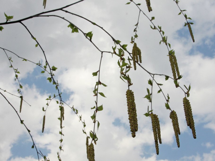 Береза повислая цветение