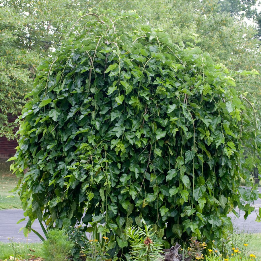 Шелковица плакучая пендула