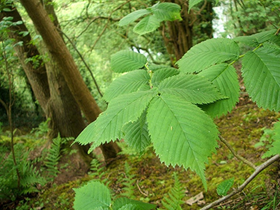 Вяз гладкий (Ulmus laevis)
