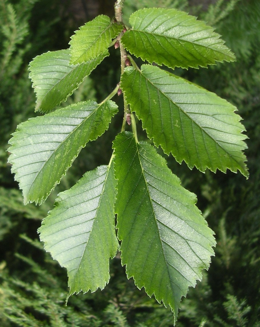 Вяз граболистный (ulmus suberosa)