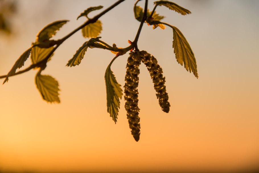 Сережки на березе