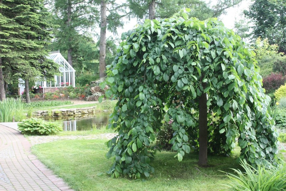 Вяз шершавый пендула