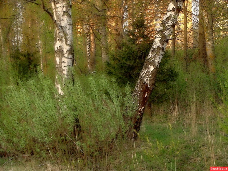 Береза максимовича betula maximowicziana