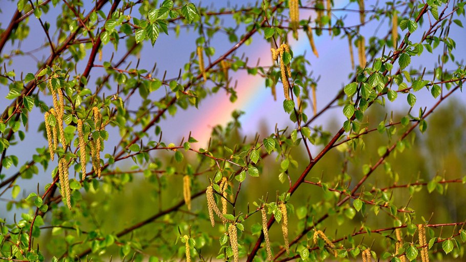 Береза ранней весной