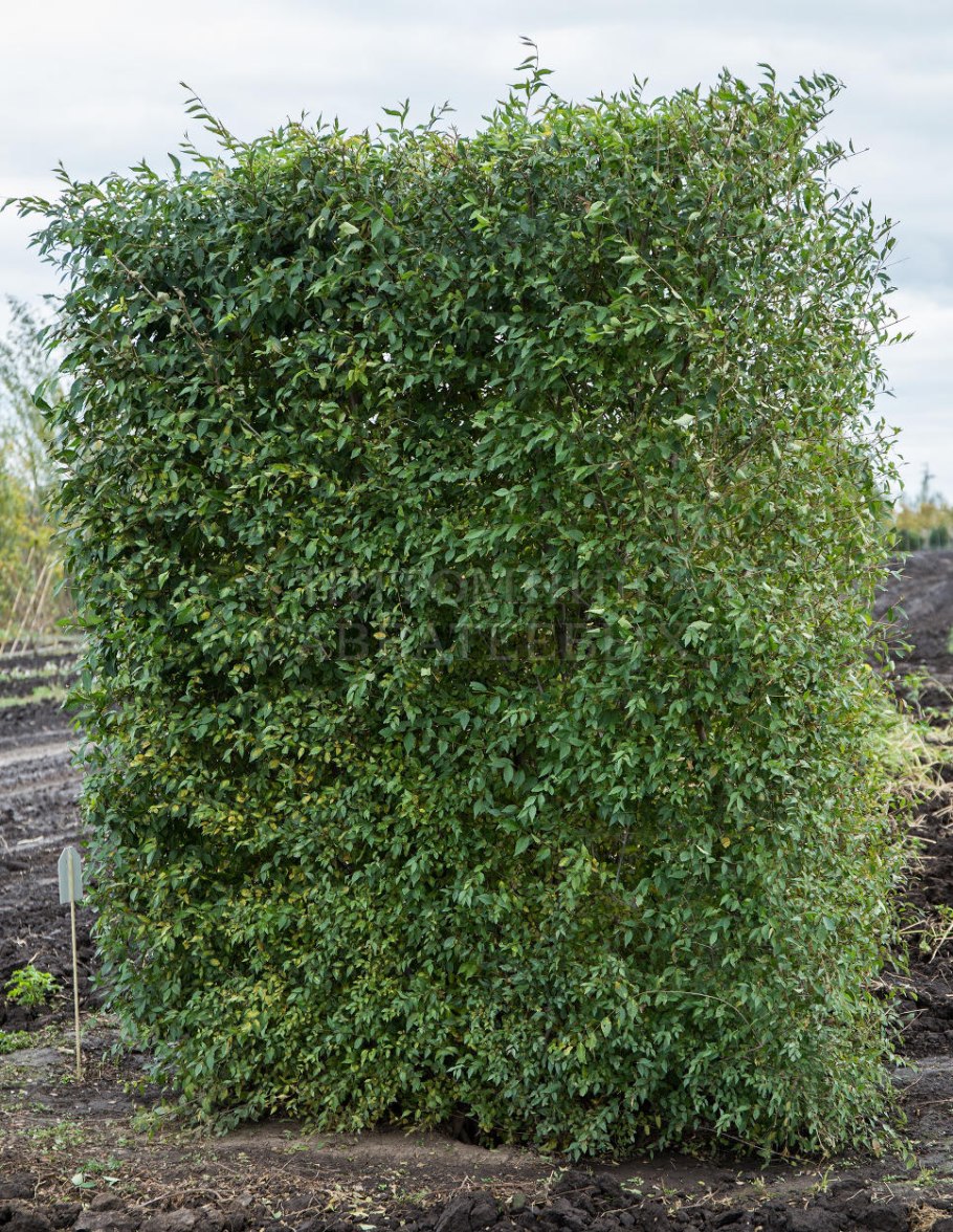 Вяз мелколистный живая изгородь