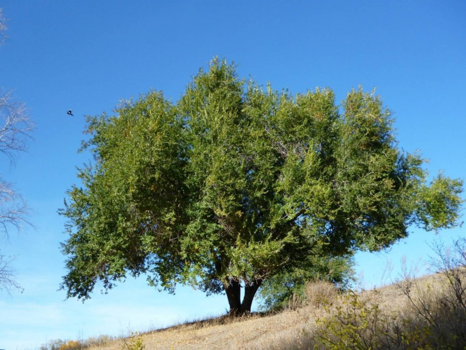 Вяз гладкий (Ulmus laevis)