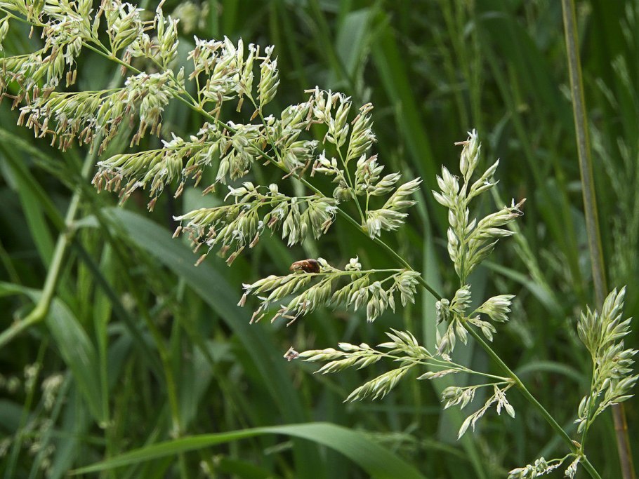 "Канареечник тростниковидный Phalaris arundinacea"