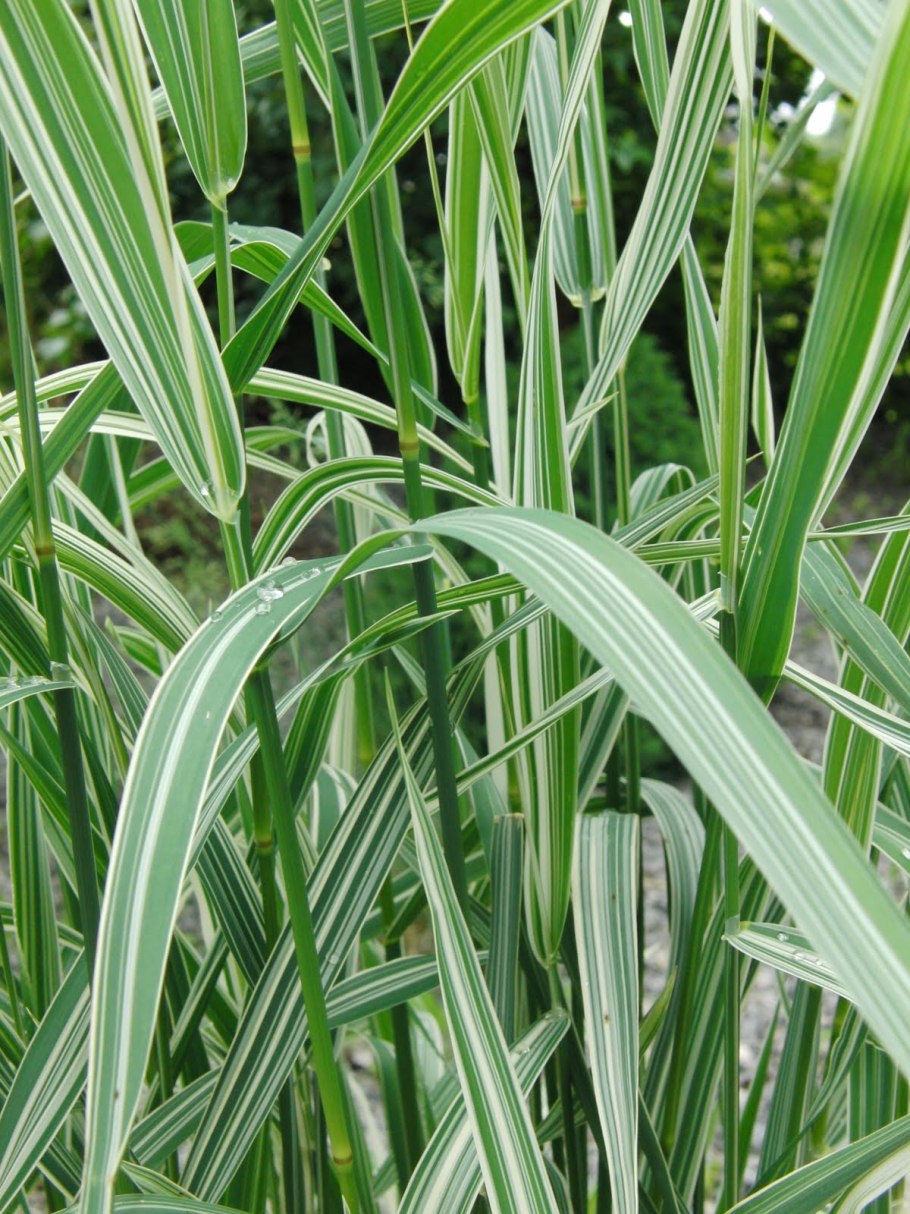 Канареечник Канарский (фалярис тростниковый)