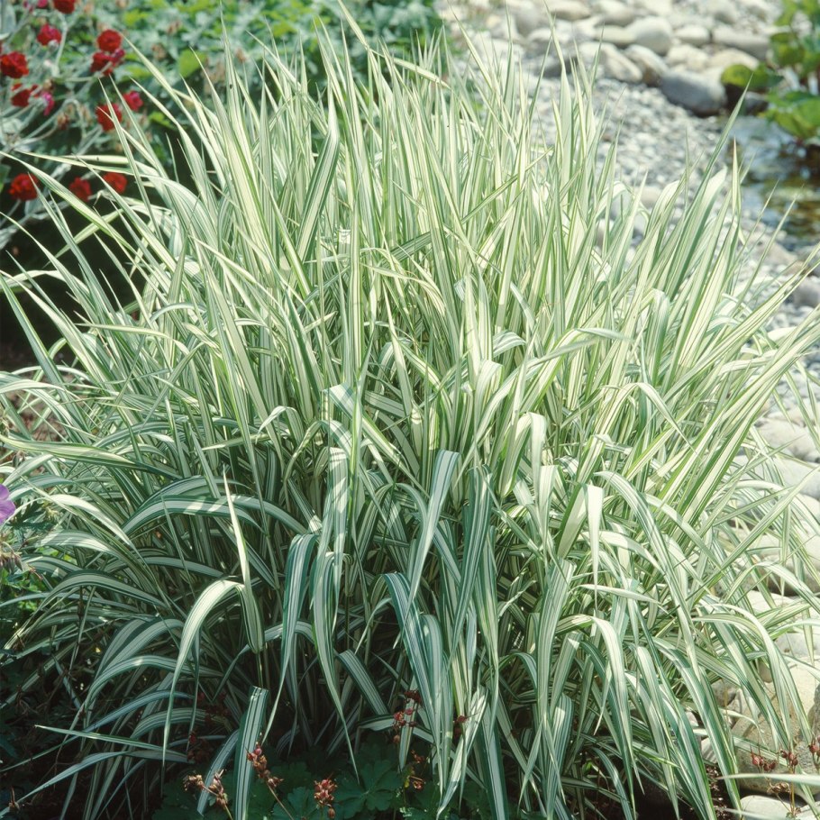 Канареечник phalaris arundinacea