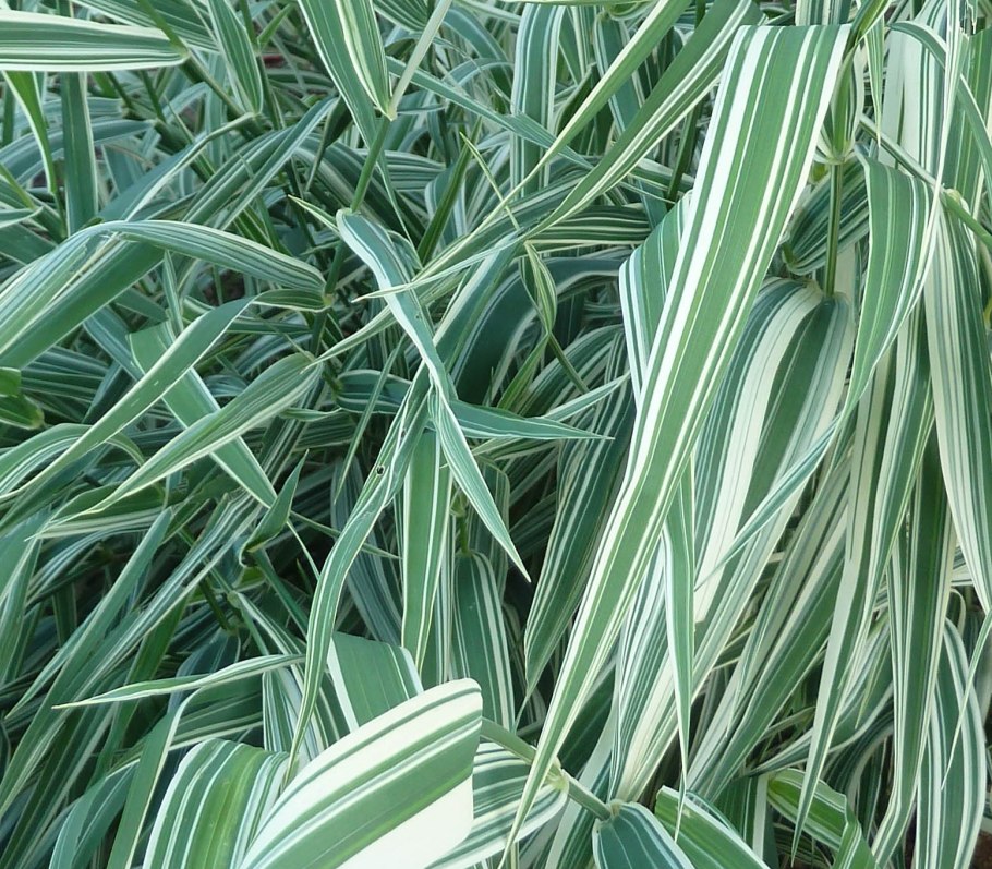 Канареечник phalaris arundinacea