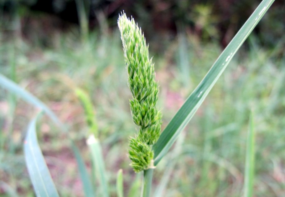 Фалярис Канарский