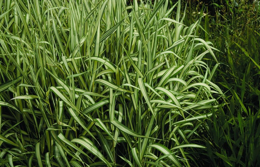 Фалярис / Phalaris arundinacea