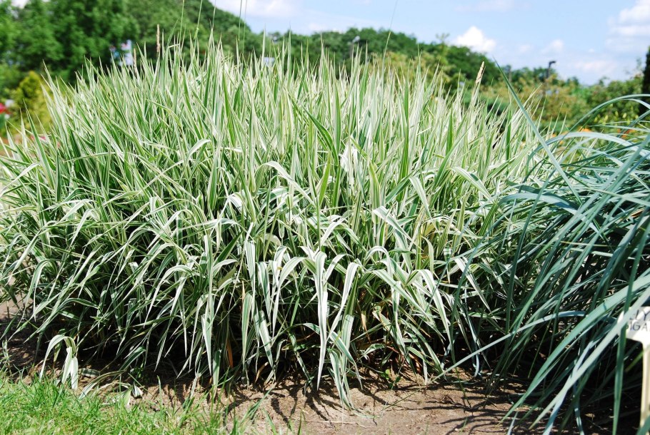 Фалярис канареечник