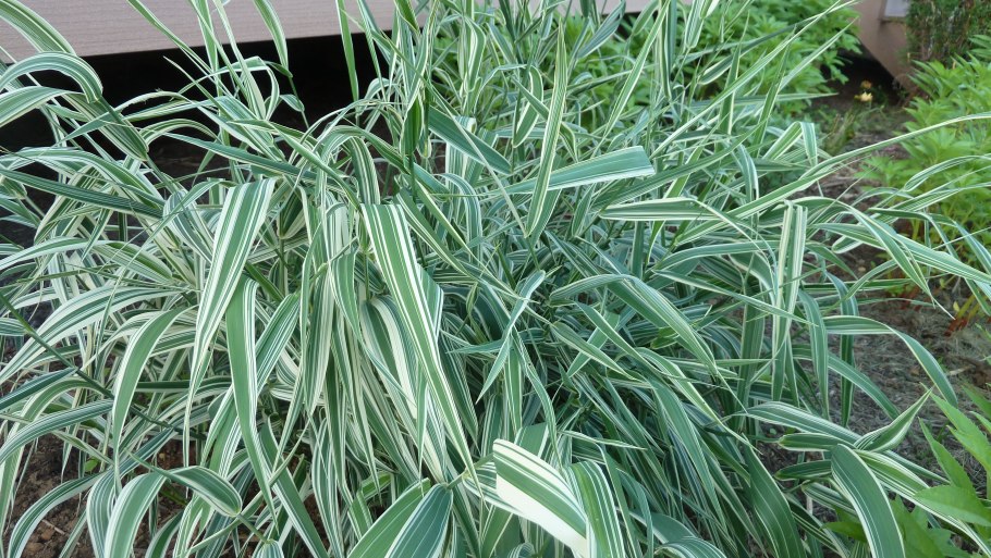 Фалярис тростниковый пикта