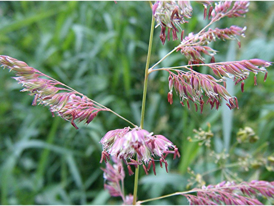 Фалярис канареечник