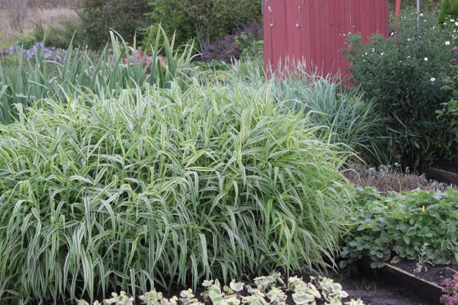 Фалярис тростниковый Пикта