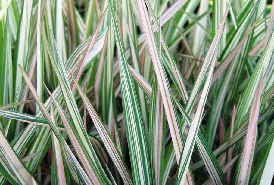 Фалярис канареечник