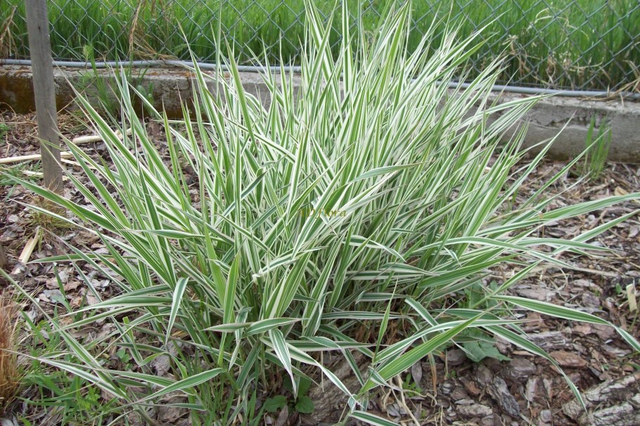 Фалярис канареечник