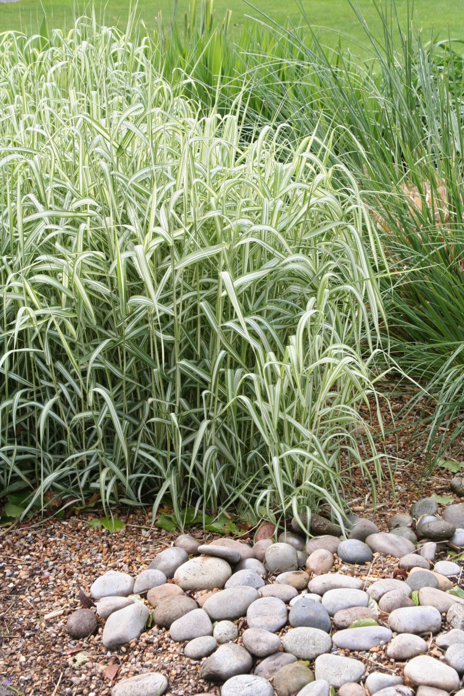 Фалярис (двукисточник тростниковый)