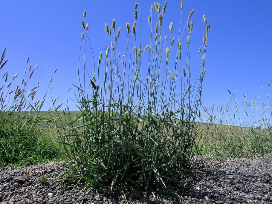 Phalaris arundinacea канареечник красный