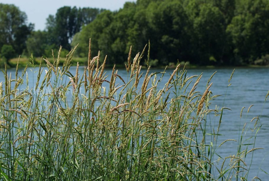 Фалярис канареечник