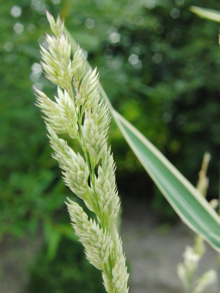 Двукисточник тростниковидный (Phalaris arundinacea).