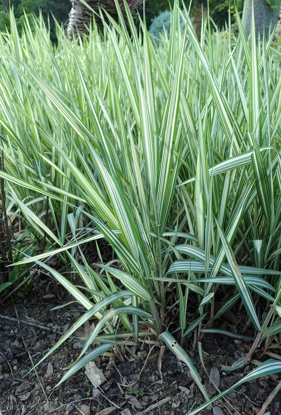 Фалярис канарский