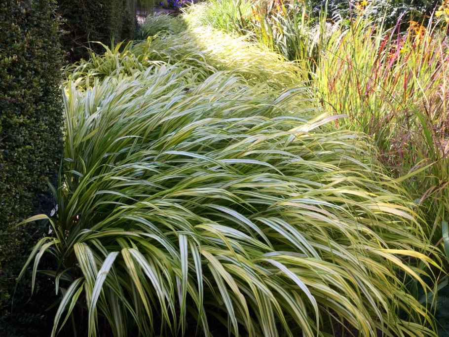 Мискантус китайский variegatus