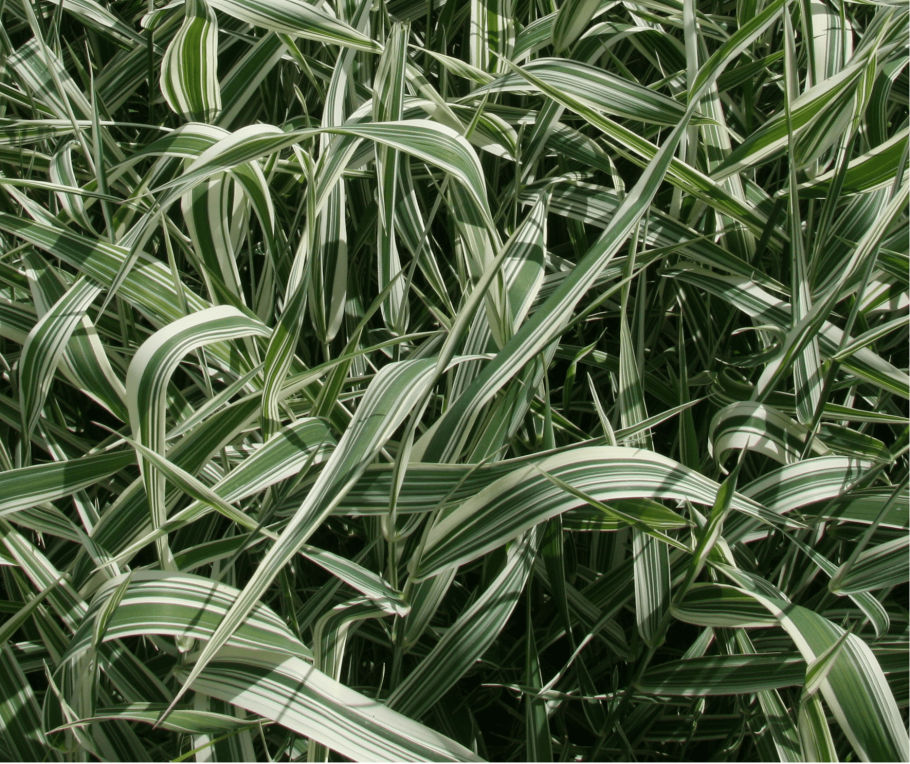 Канареечник arundinacea