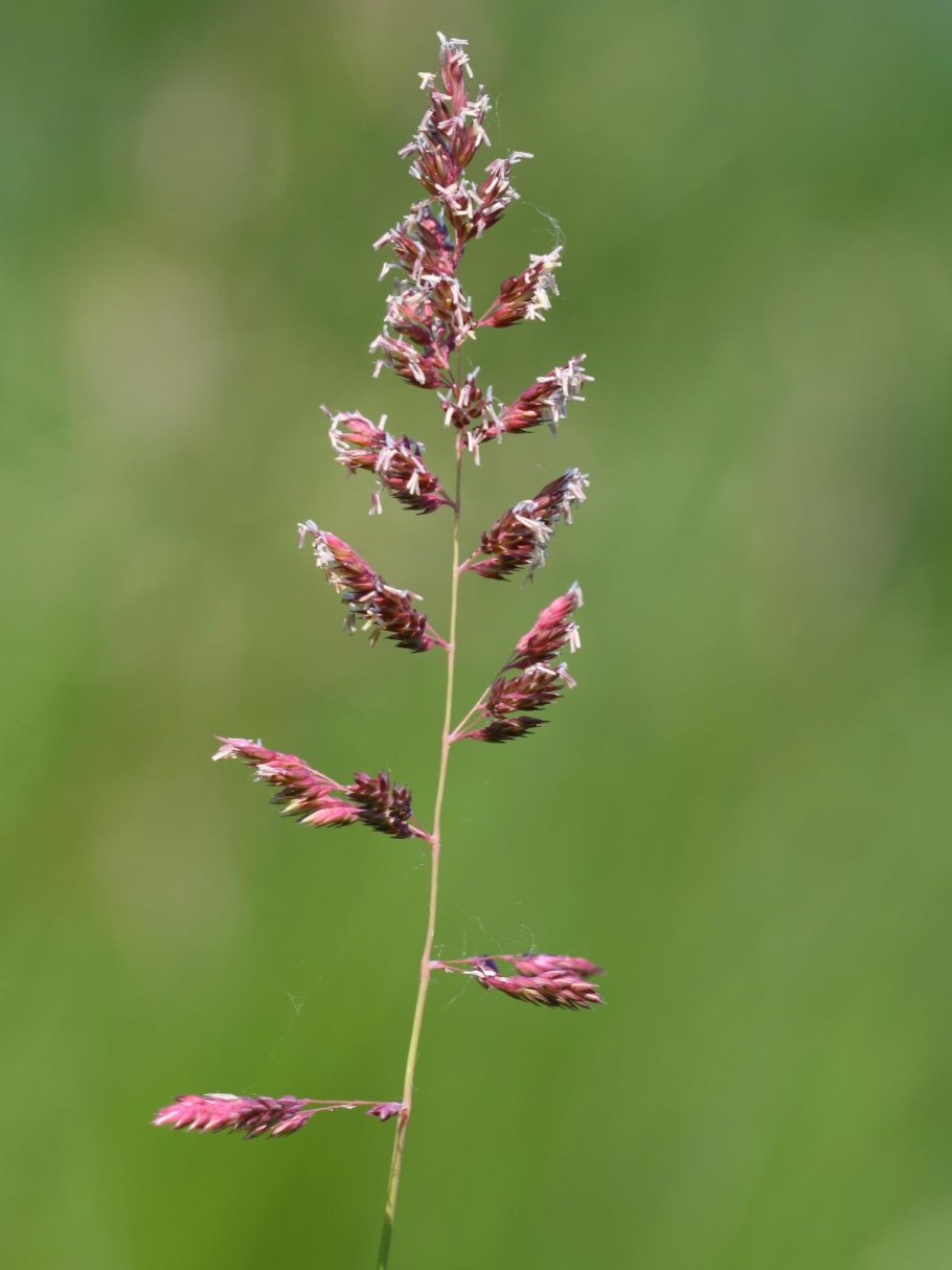 Phalaris arundinacea