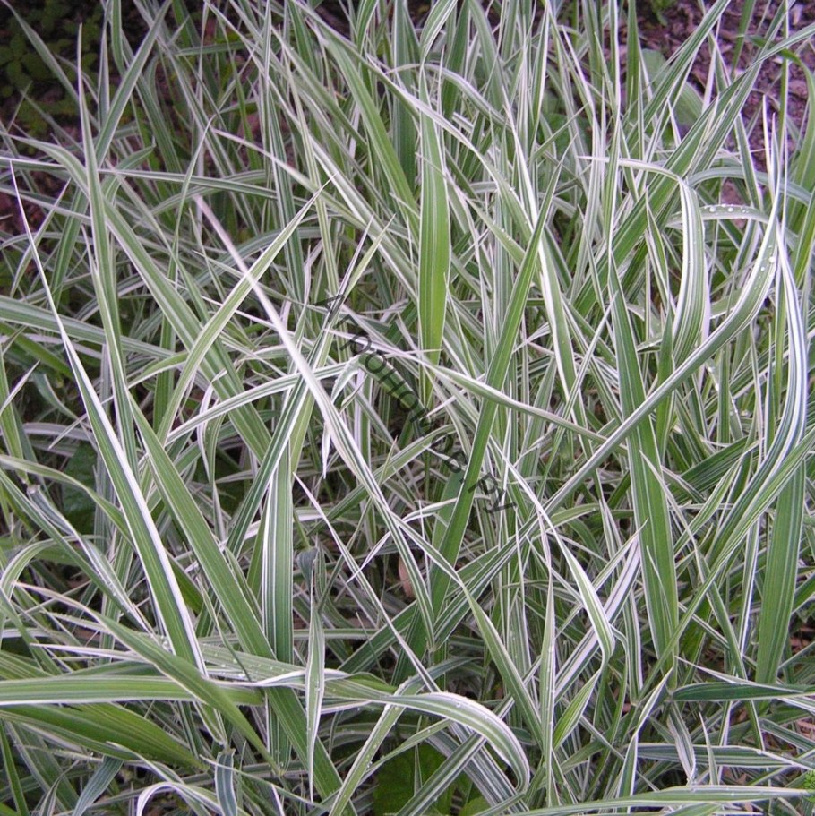 Райграс бульбоносный