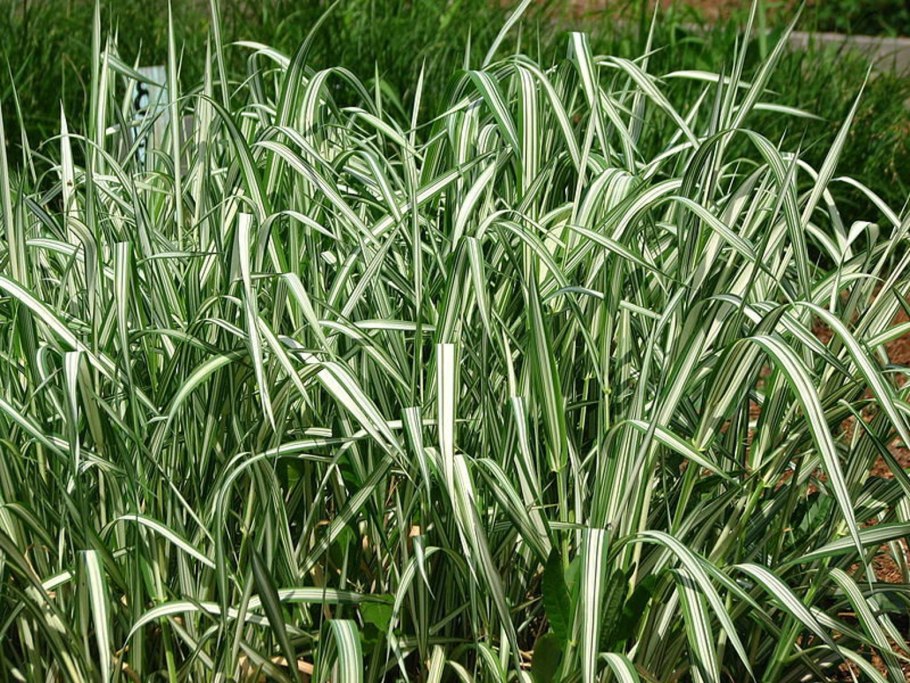 Phalaris arundinacea
