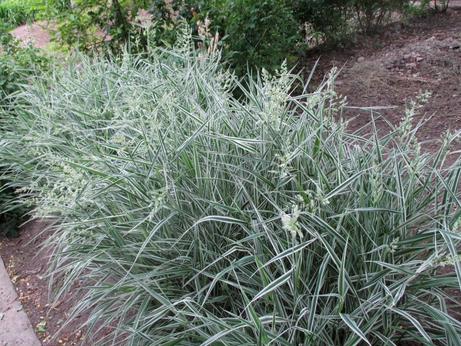 Фалярис тростниковый вариегата