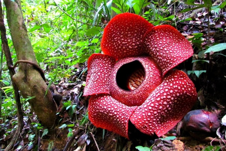 Лего раффлезия Арнольди