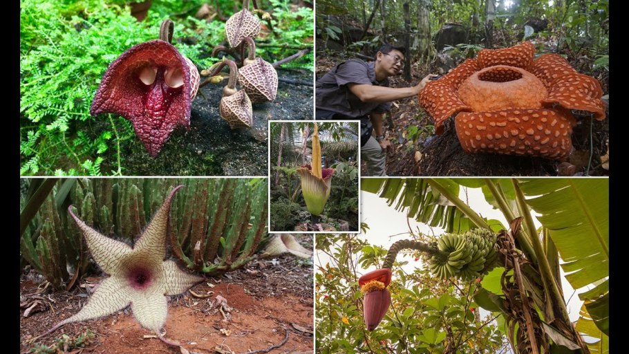 Удивительные растения проект