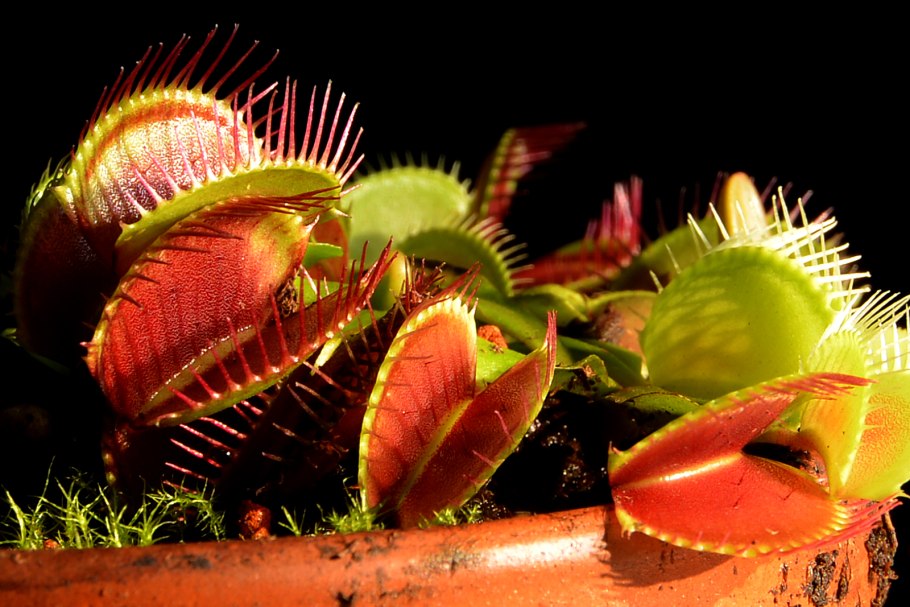 Дионея кувшинка