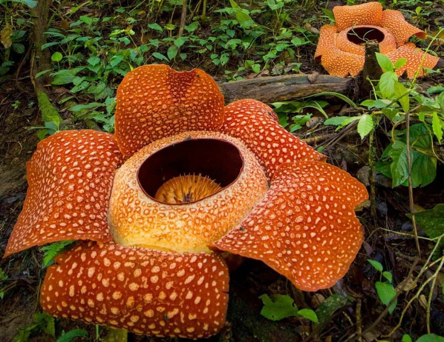 Раффлезия Арнольди