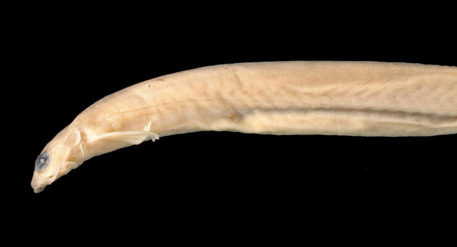 Рыбы амазонки которые заползают в